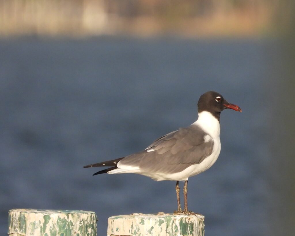 laughing gull at salt meadows pier