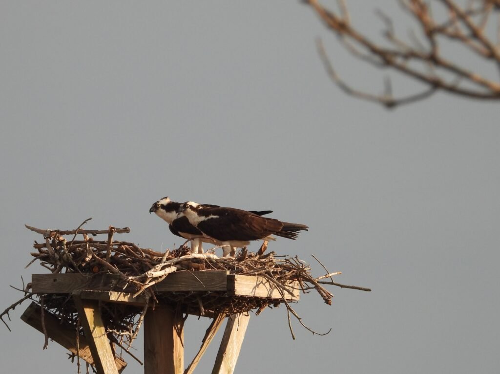 salt meadows ospreys 2026